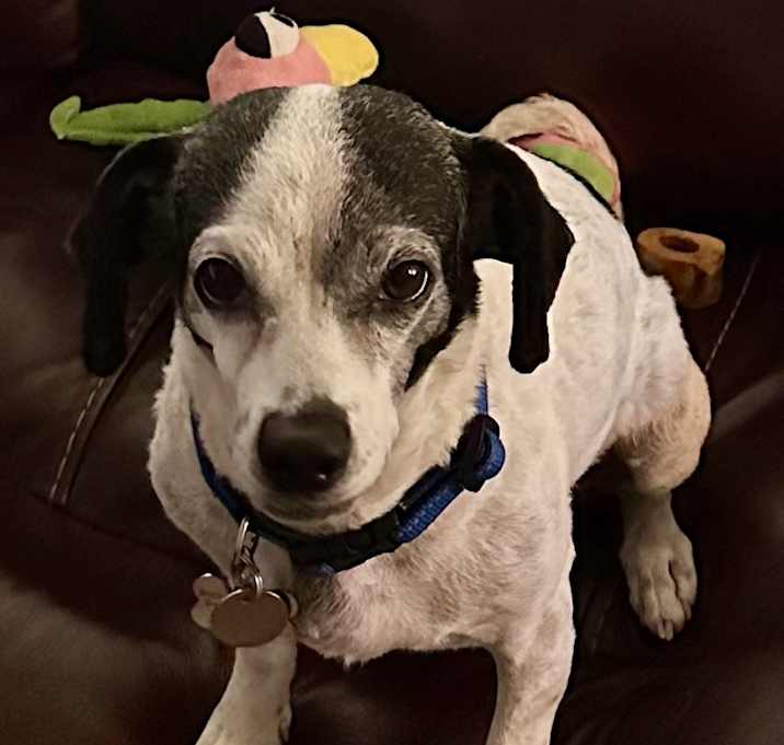 Photo of Bailey