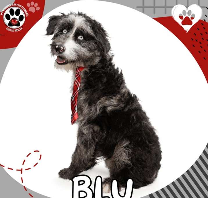Photo of BLU