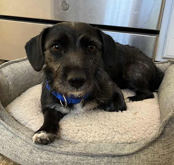 Photo of Remi