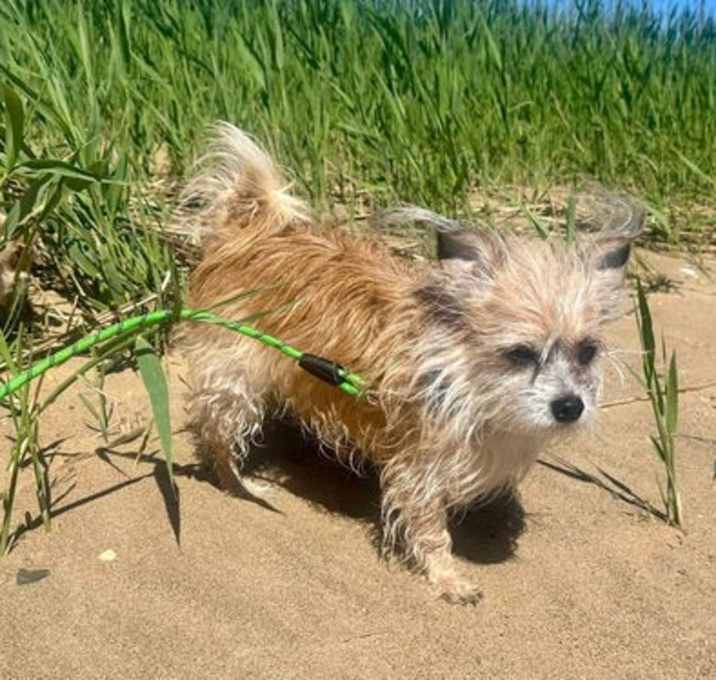 Photo of Buddy