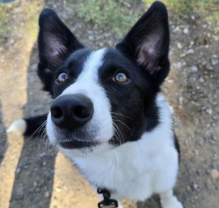 Photo of Pepper