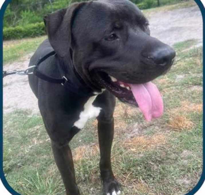 Photo of Rocko