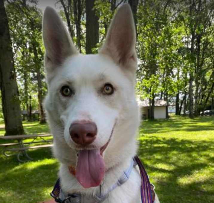Photo of Koa