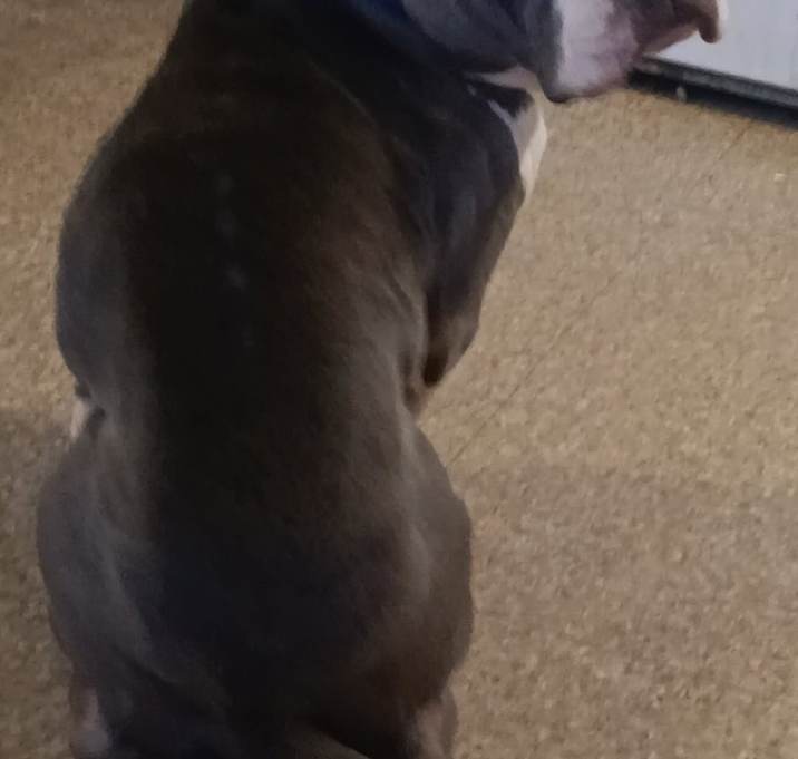 Photo of Archie
