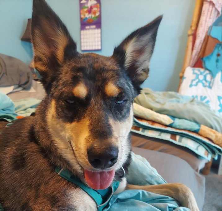 Photo of Luna