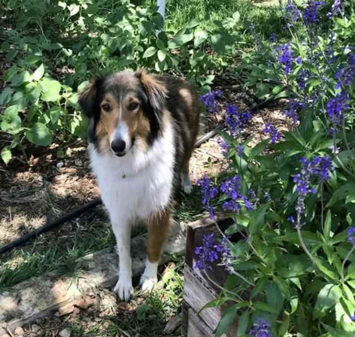 Photo of Poppy