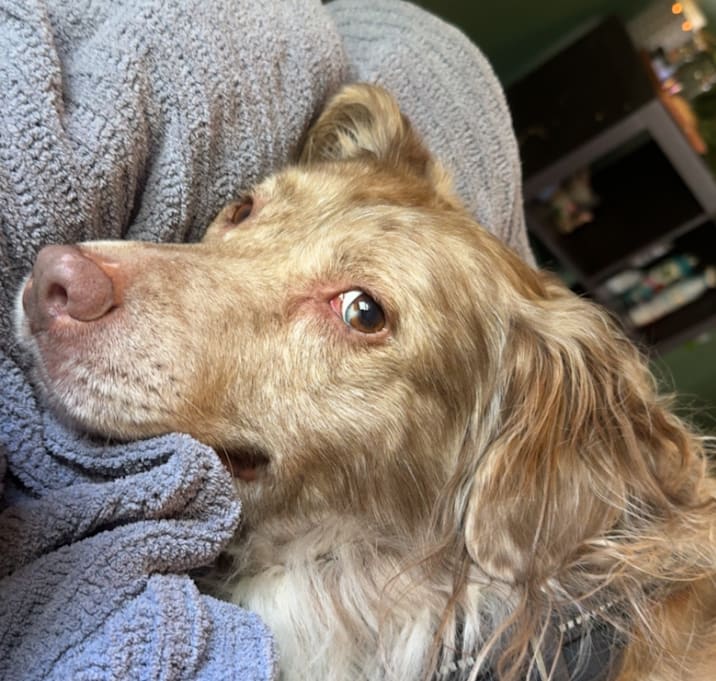 Photo of Sadie