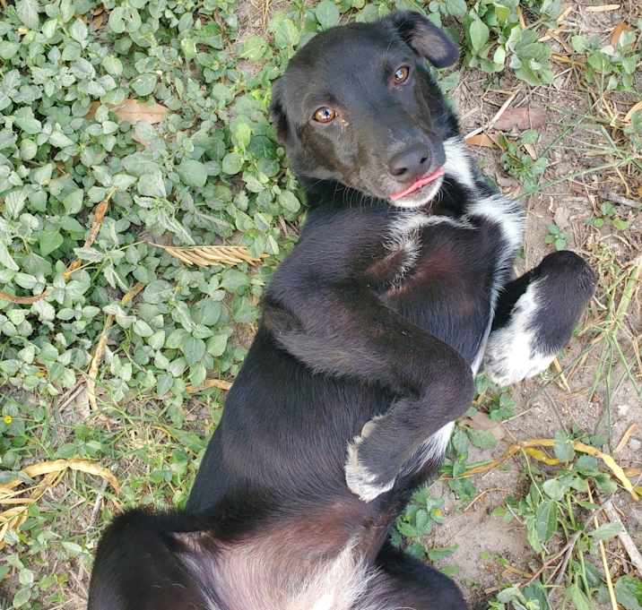 Photo of Pinky