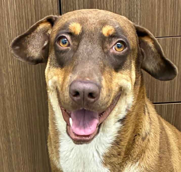 Photo of Huckleberry