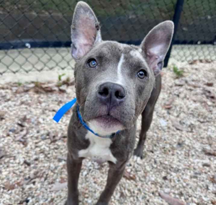 Photo of Onyx