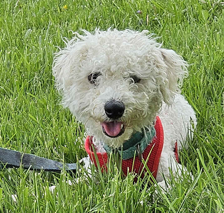 Photo of Toto
