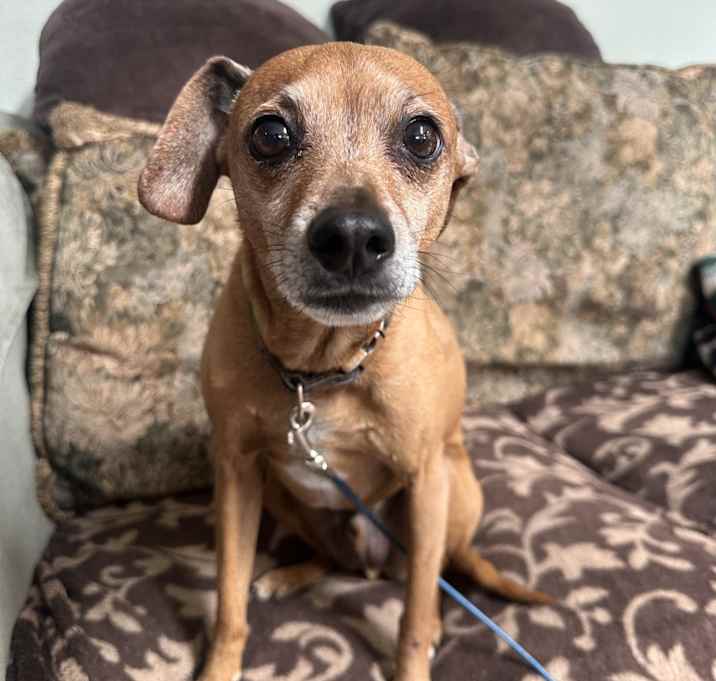 Photo of Baxter