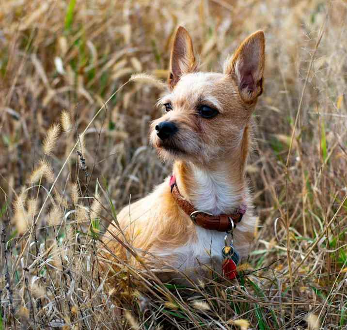 Photo of Rambo