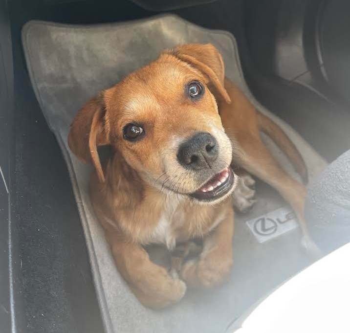 Photo of Archie - Sweet Angel! Good w/ Dogs & Kids!