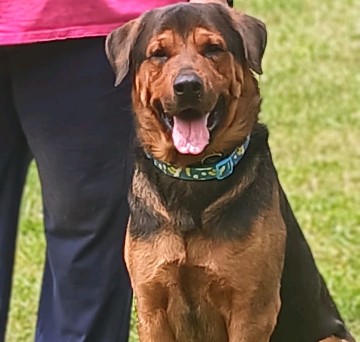 Photo of Barney (Jabbar)