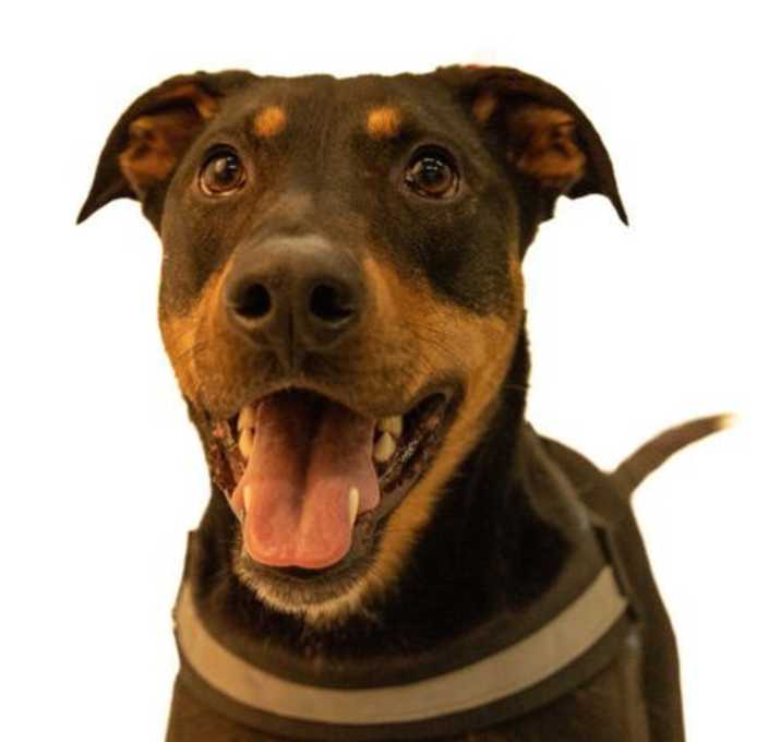 Photo of Dubbs