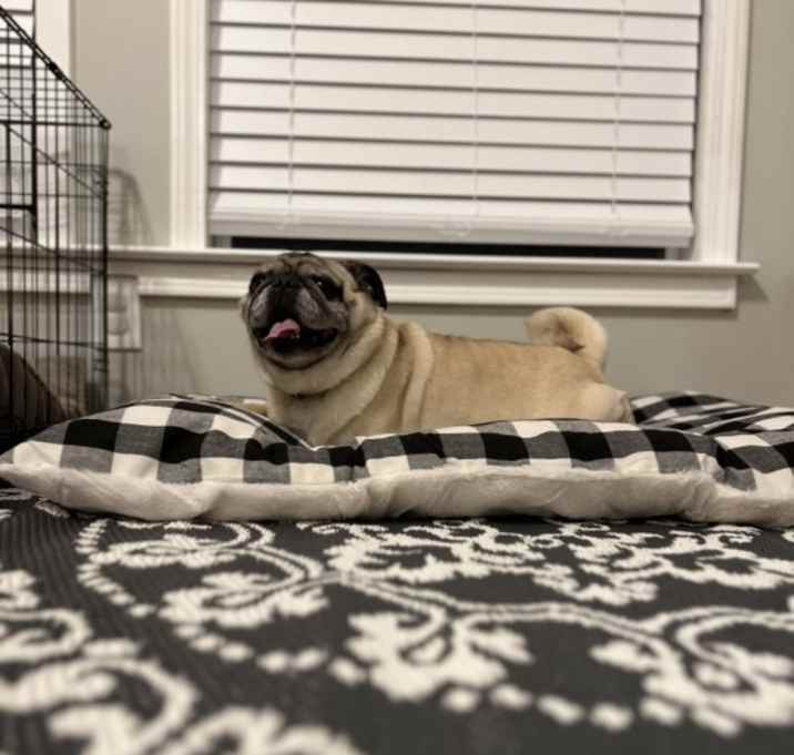 Photo of Maximus