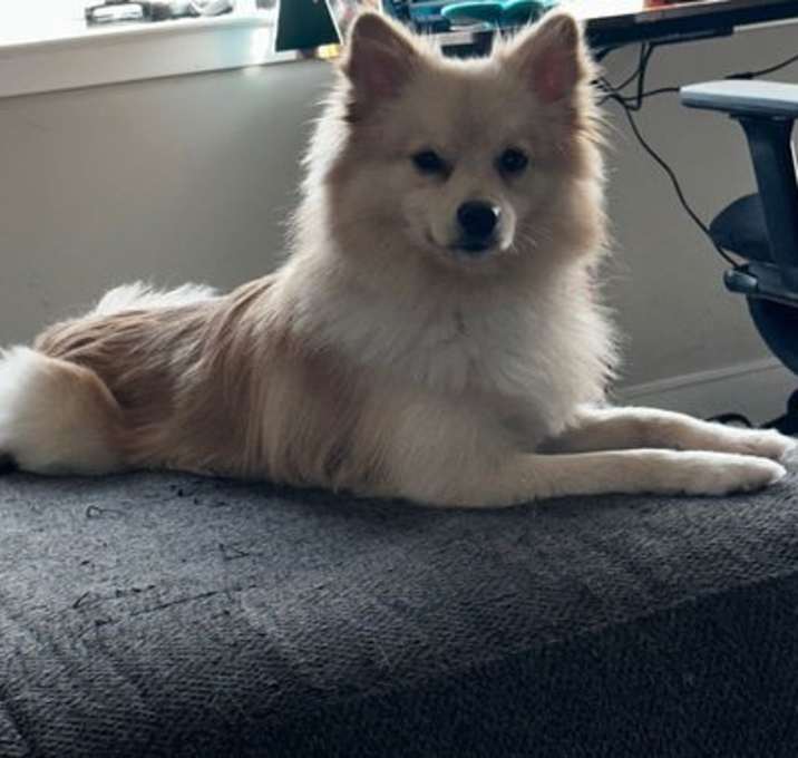 Photo of Kash