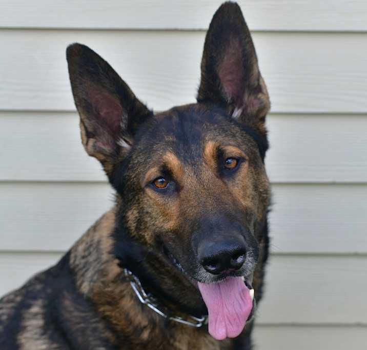 Photo of Bear