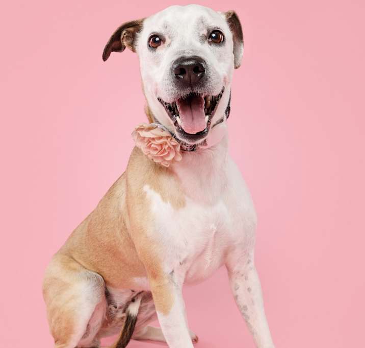 Photo of Lucy