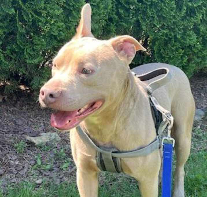 Photo of Apollo