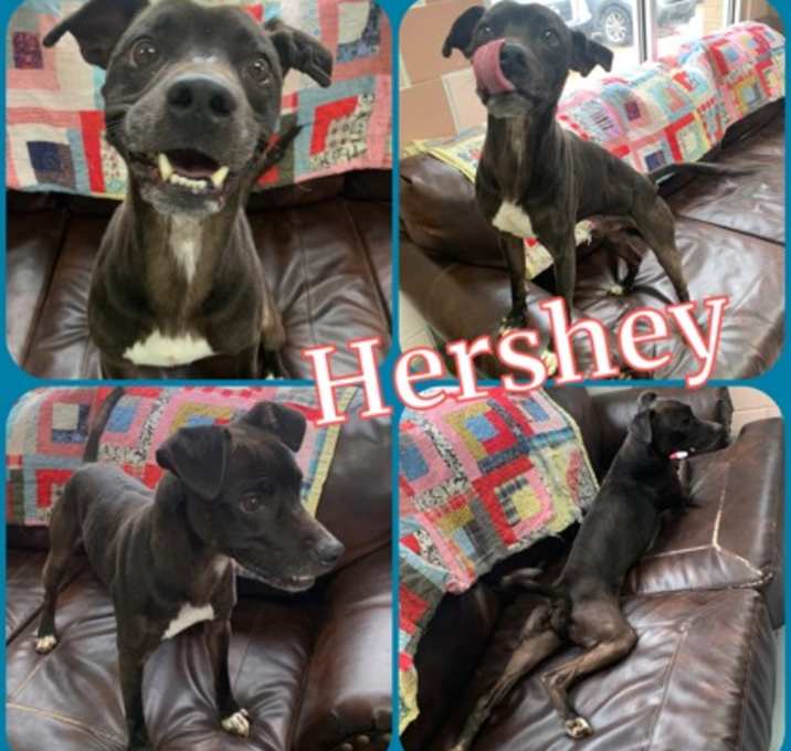 Photo of Hershey