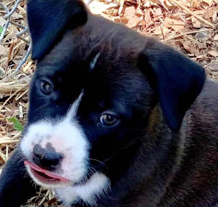 Photo of Tripp