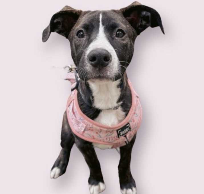 Photo of PEPPER