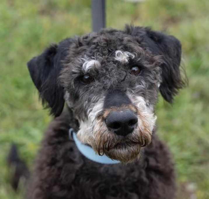 Photo of Cookie