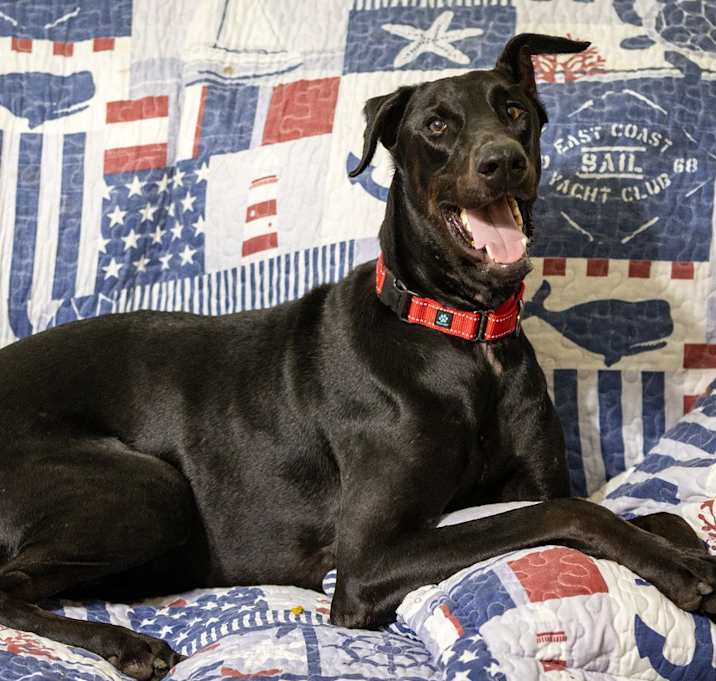 Photo of Dexter