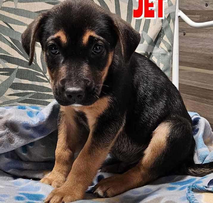 Photo of Jett