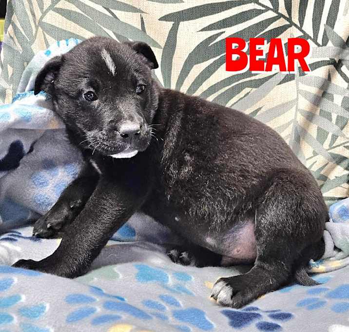 Photo of Bear