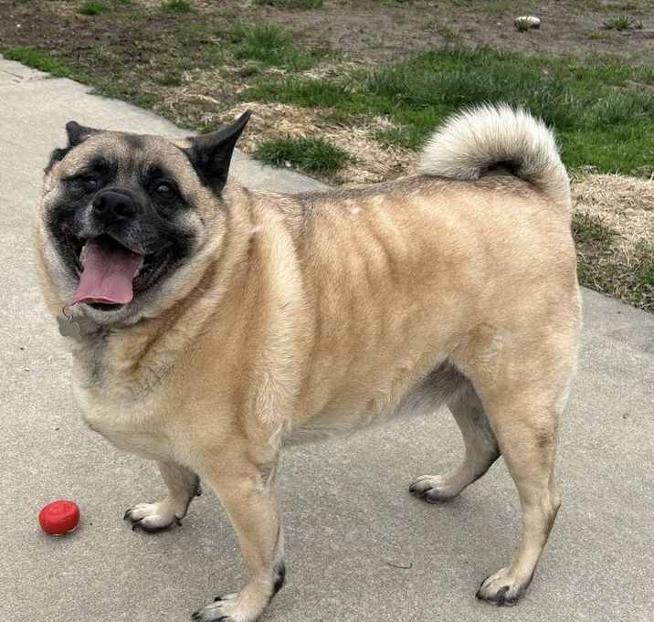 Photo of Scout