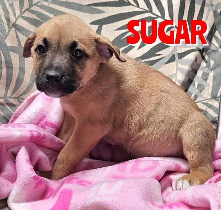 Photo of Sugar