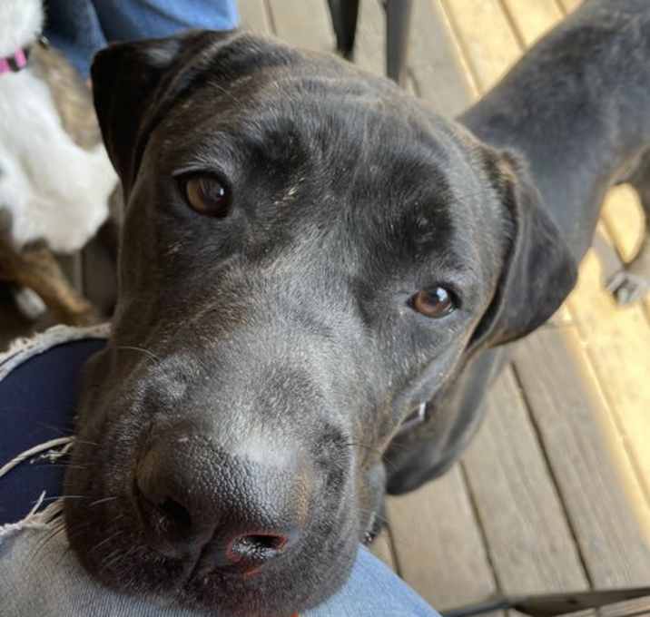 Photo of Renegade