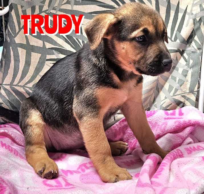 Photo of Trudy