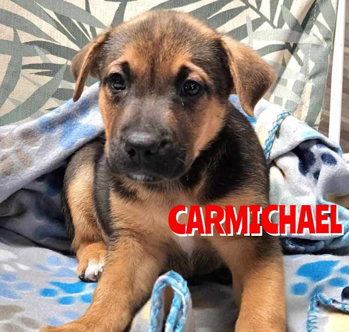 Photo of Carmichael