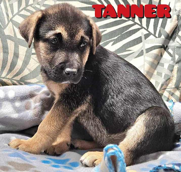 Photo of TANNER