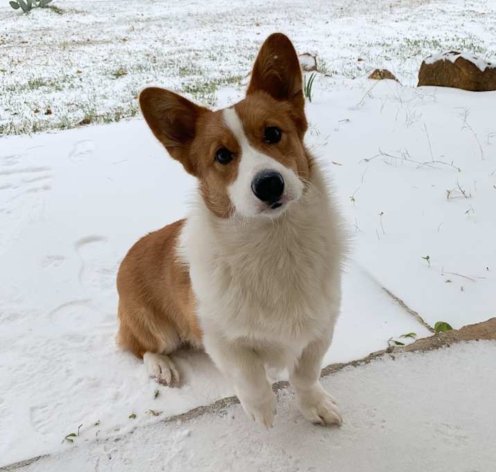 Photo of Woody