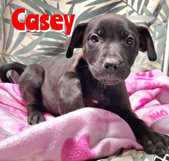 Photo of Casey