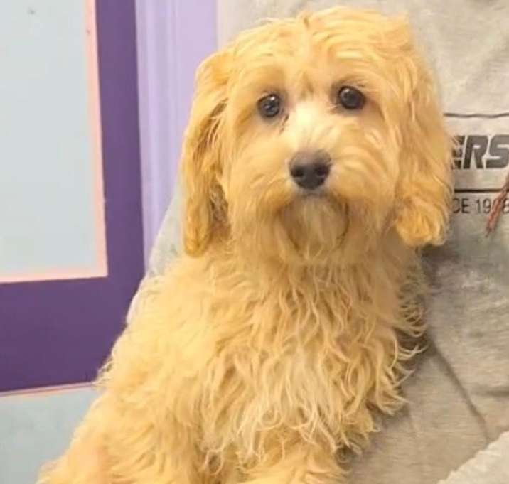 Photo of Chester