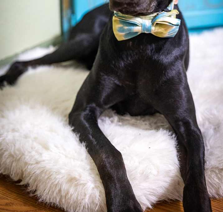 Photo of Dexter