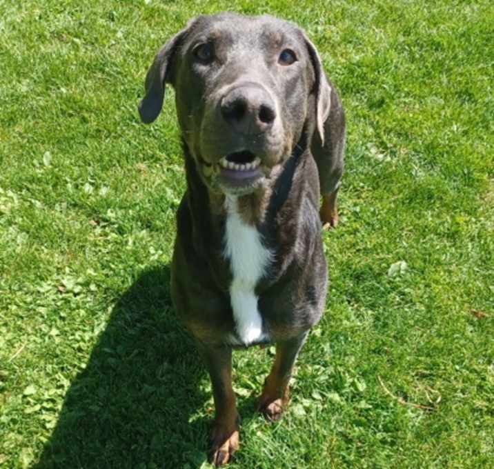 Photo of Gypsy - AVAILABLE