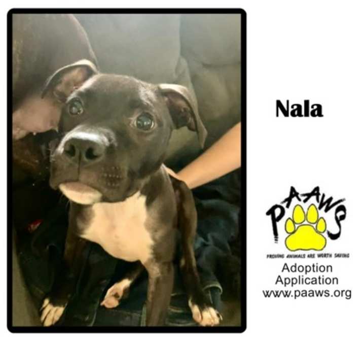 Photo of Nala