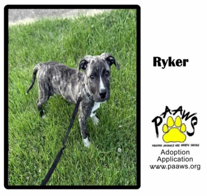 Photo of Ryker