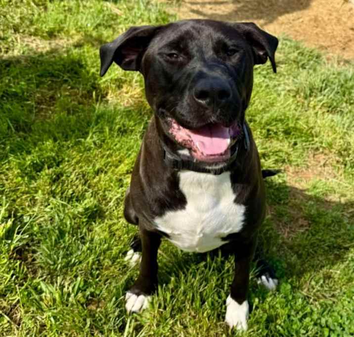 Photo of Blackie