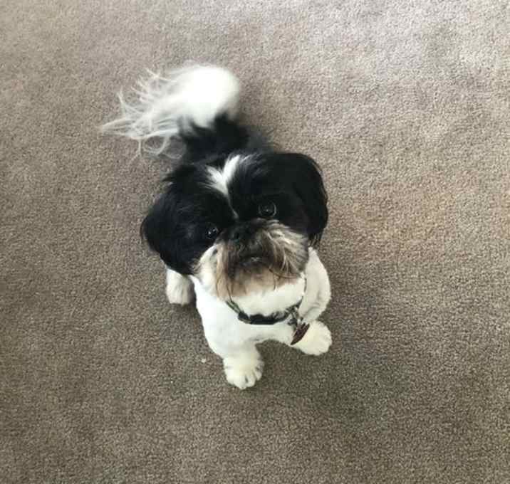 Photo of Shadeau
