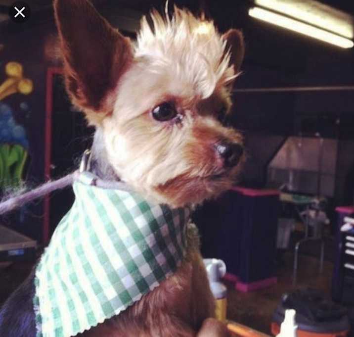 Photo of Peanut