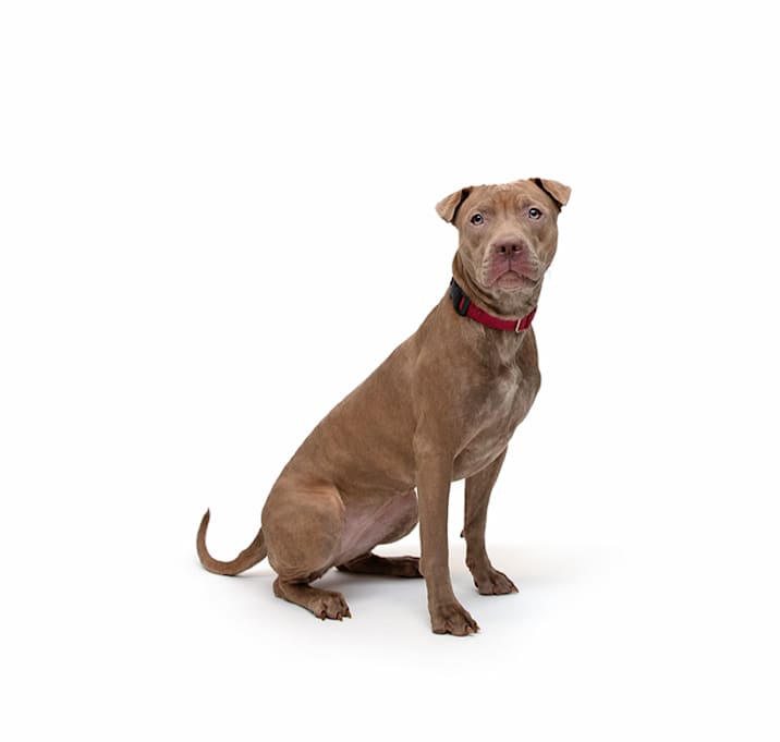 Photo of Honey