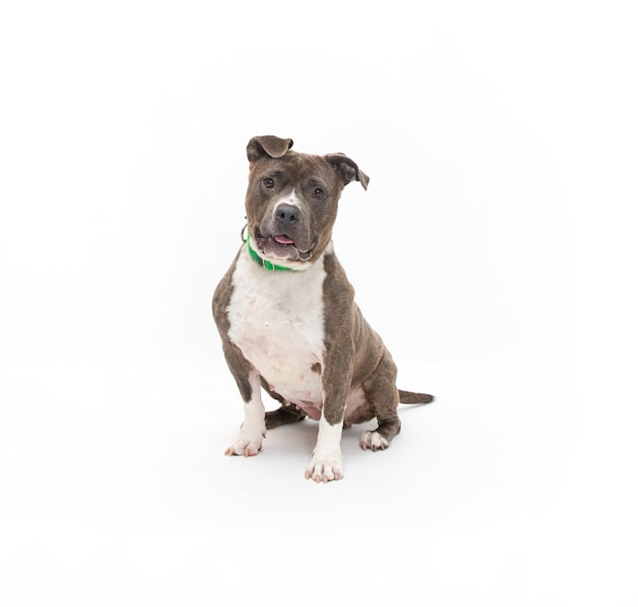 Photo of Blossom